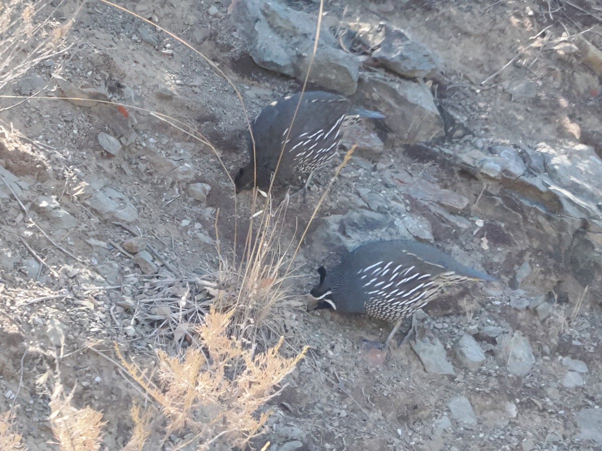 California Quail - ML641882372