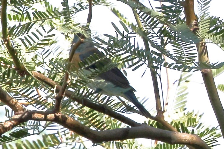 lazulispurv/indigospurv - ML641882375