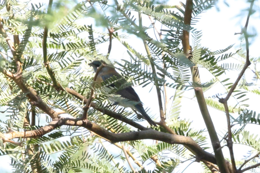 lazulispurv/indigospurv - ML641882376