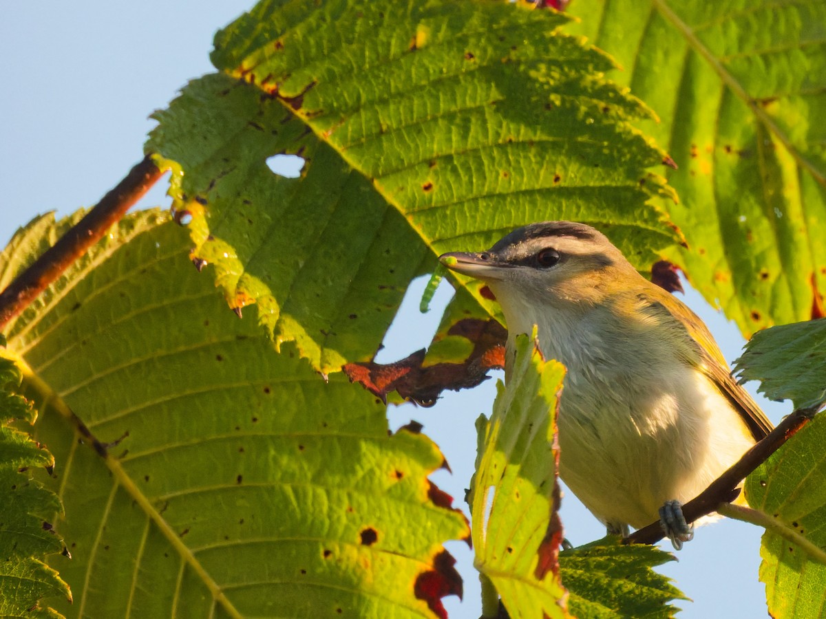 Red-eyed Vireo - ML641882378