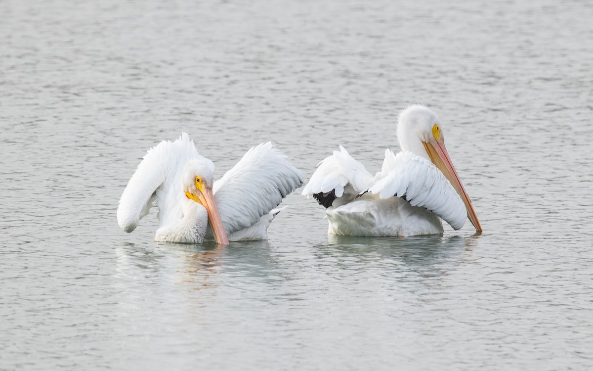 American White Pelican - ML641882379