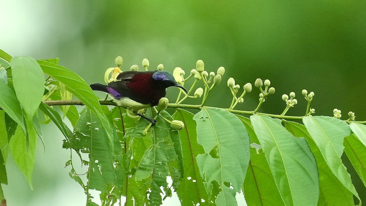 Crimson-backed Sunbird - ML641882380