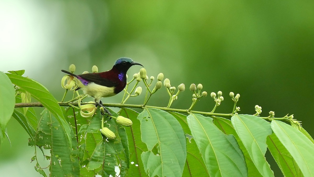 Crimson-backed Sunbird - ML641882382