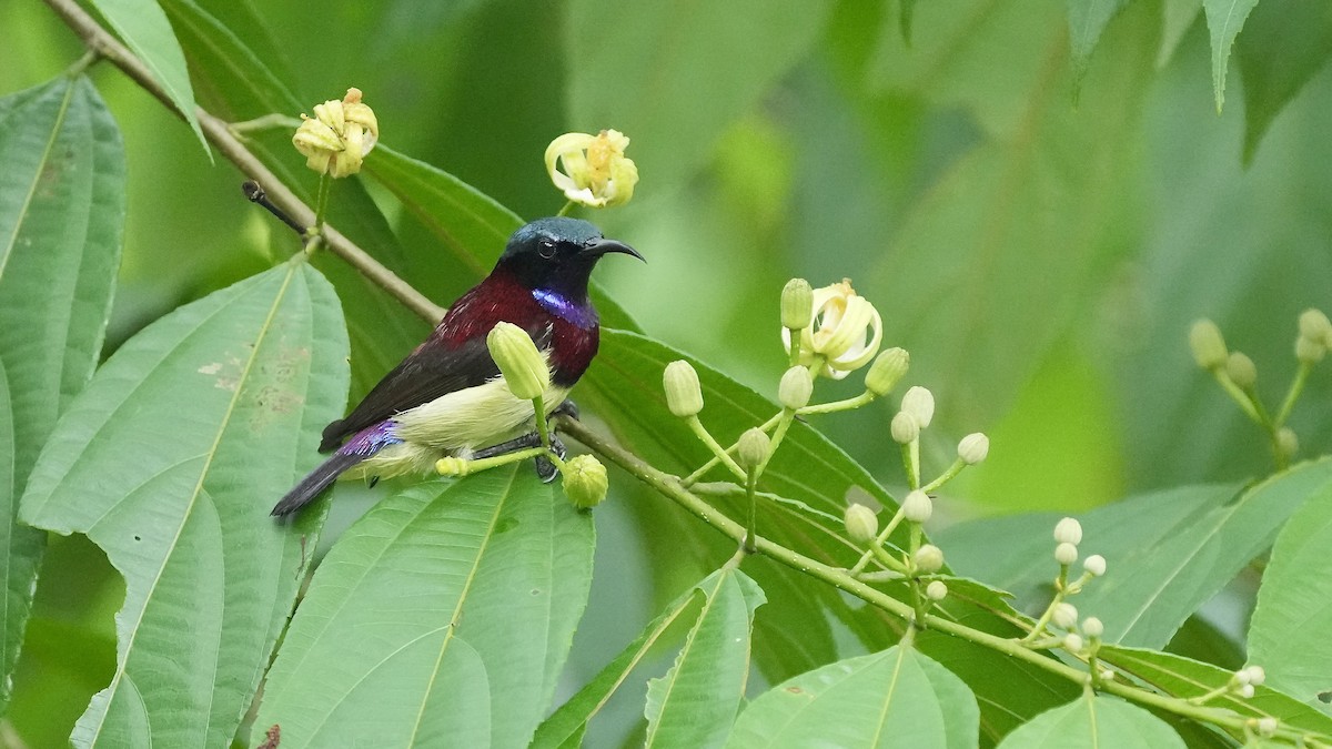 Crimson-backed Sunbird - ML641882387