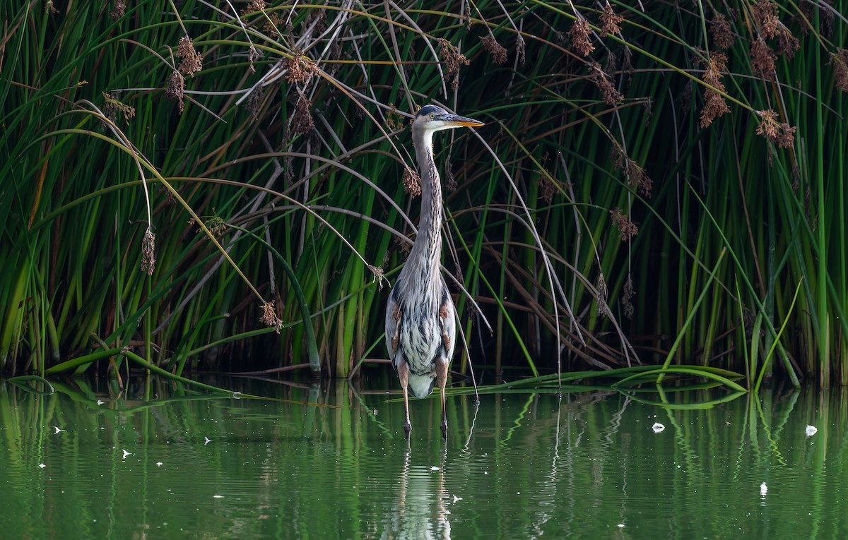 Great Blue Heron - ML641882389