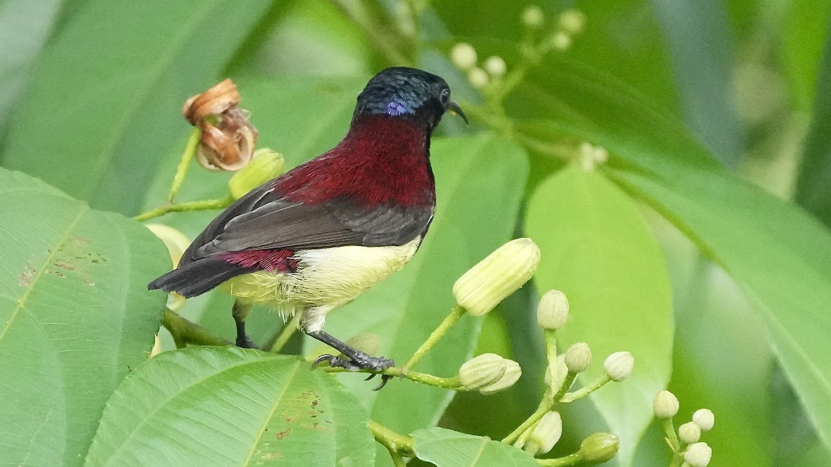 Crimson-backed Sunbird - ML641882390