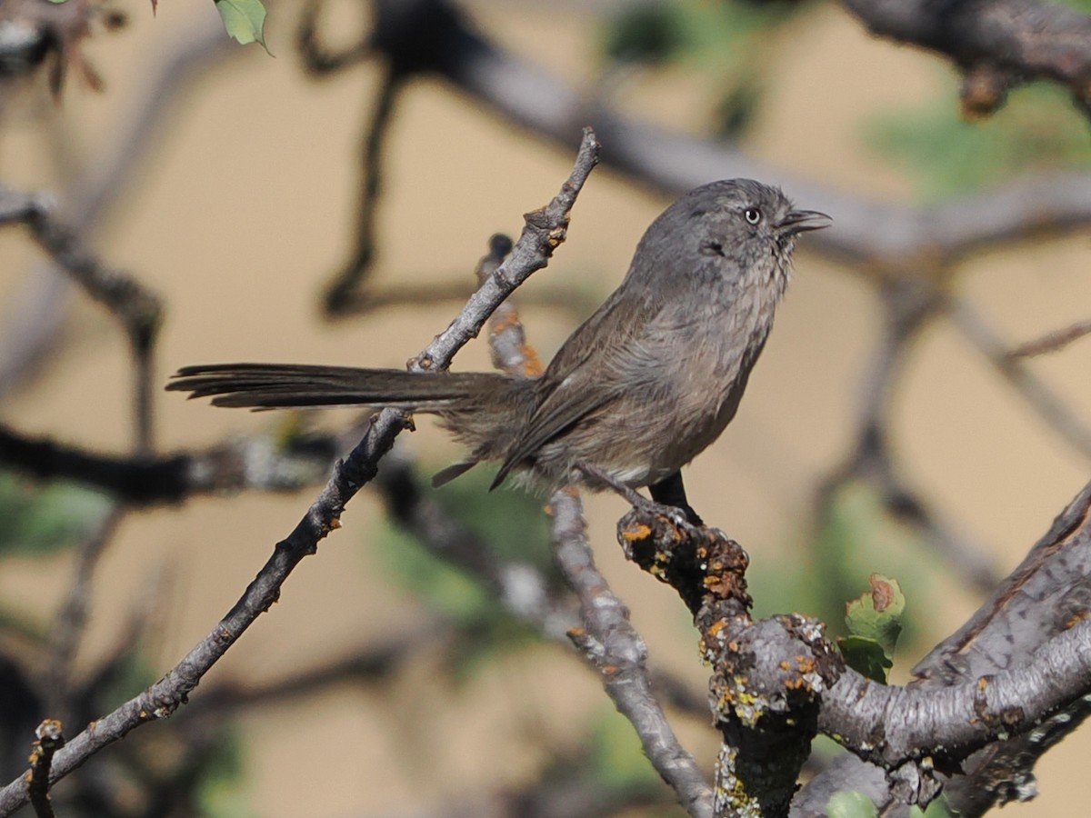 Wrentit - ML641882391