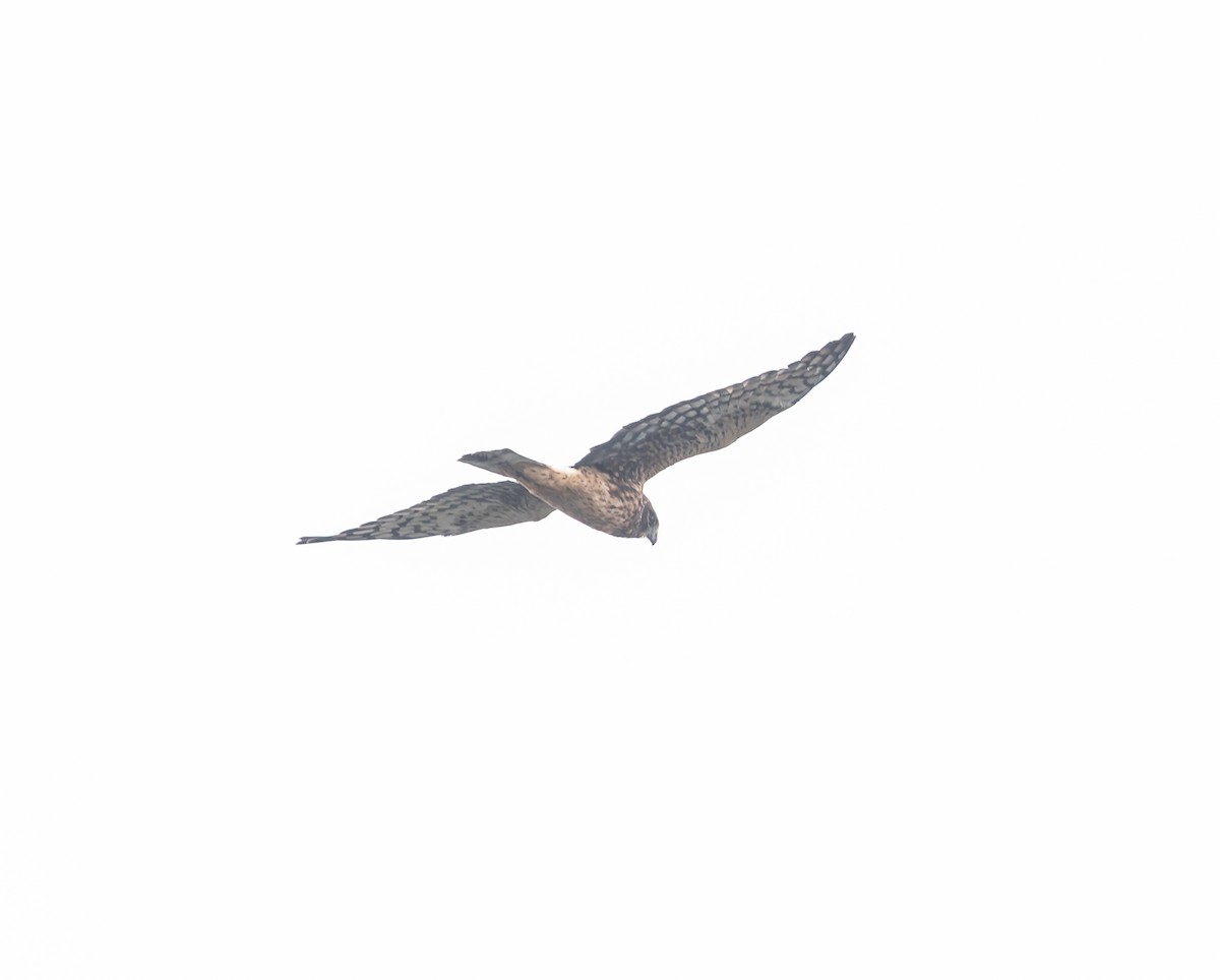 Northern Harrier - ML641882397