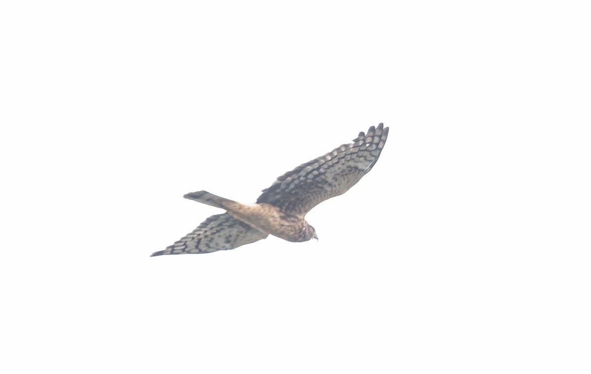Northern Harrier - ML641882398