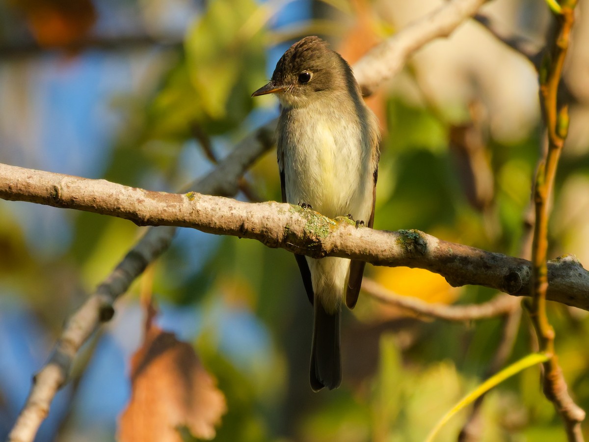 Eastern Wood-Pewee - ML641882400