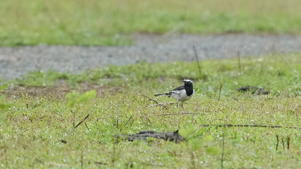 White-browed Wagtail - ML641882401