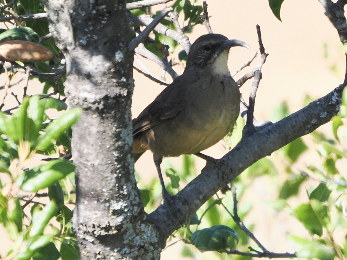 California Thrasher - ML641882402