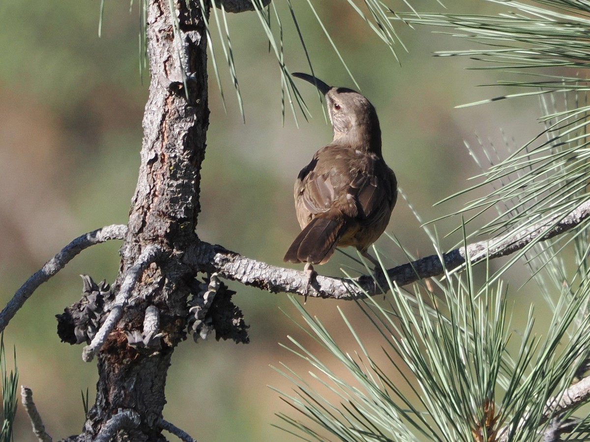 California Thrasher - ML641882403