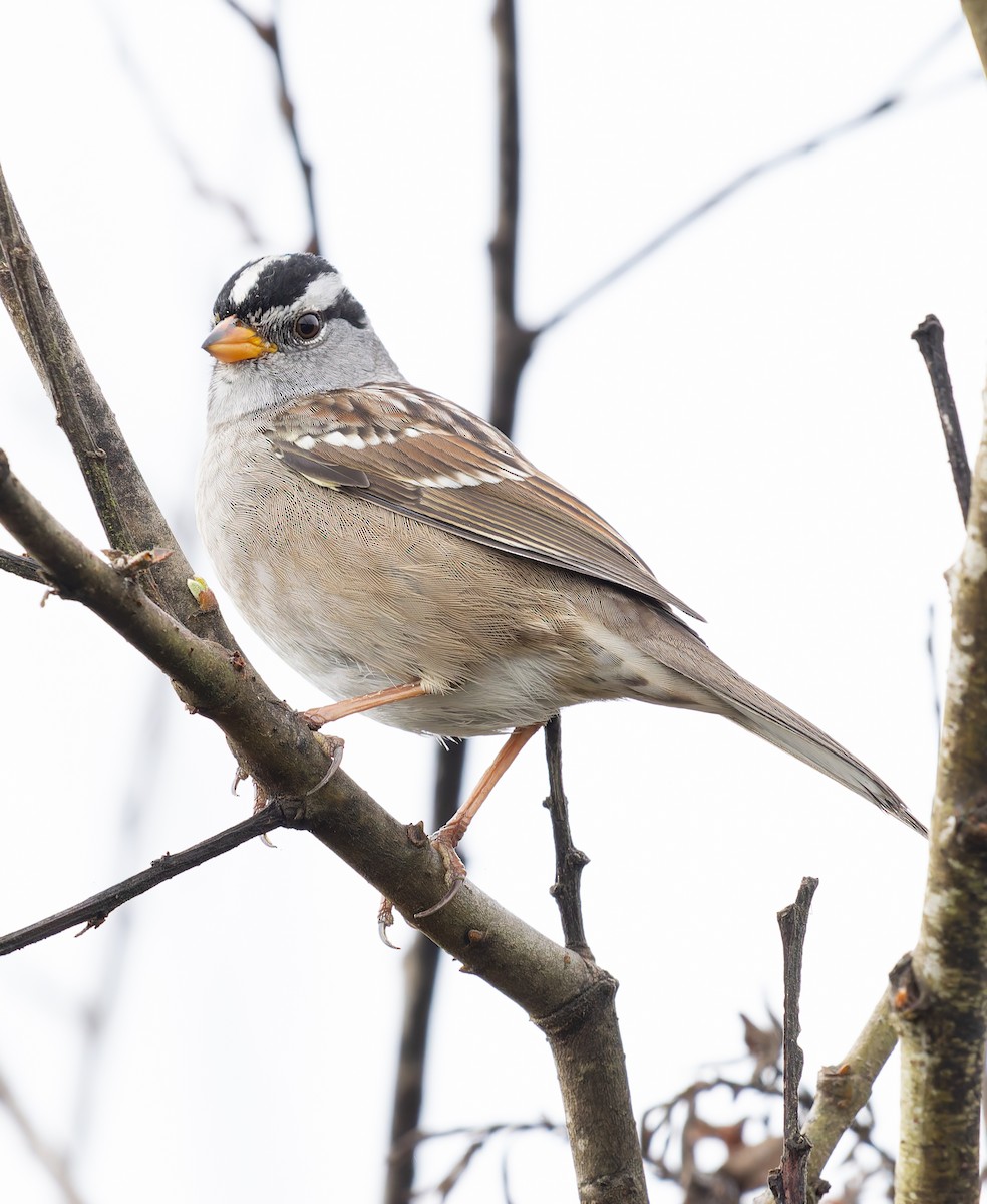 White-crowned Sparrow - ML641882414