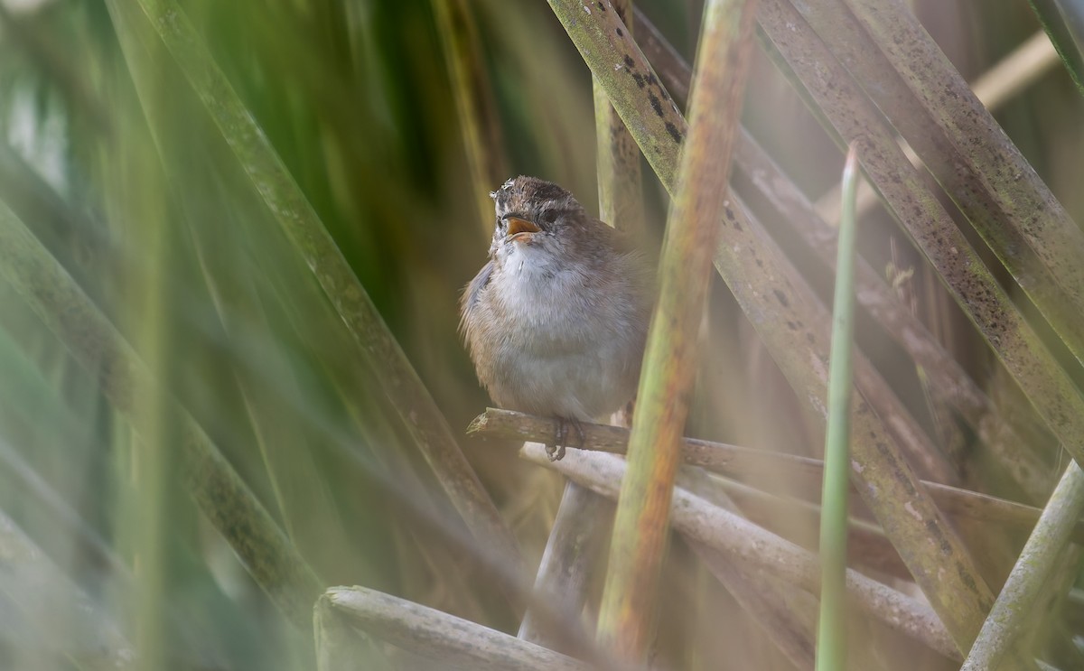 Marsh Wren - ML641882435