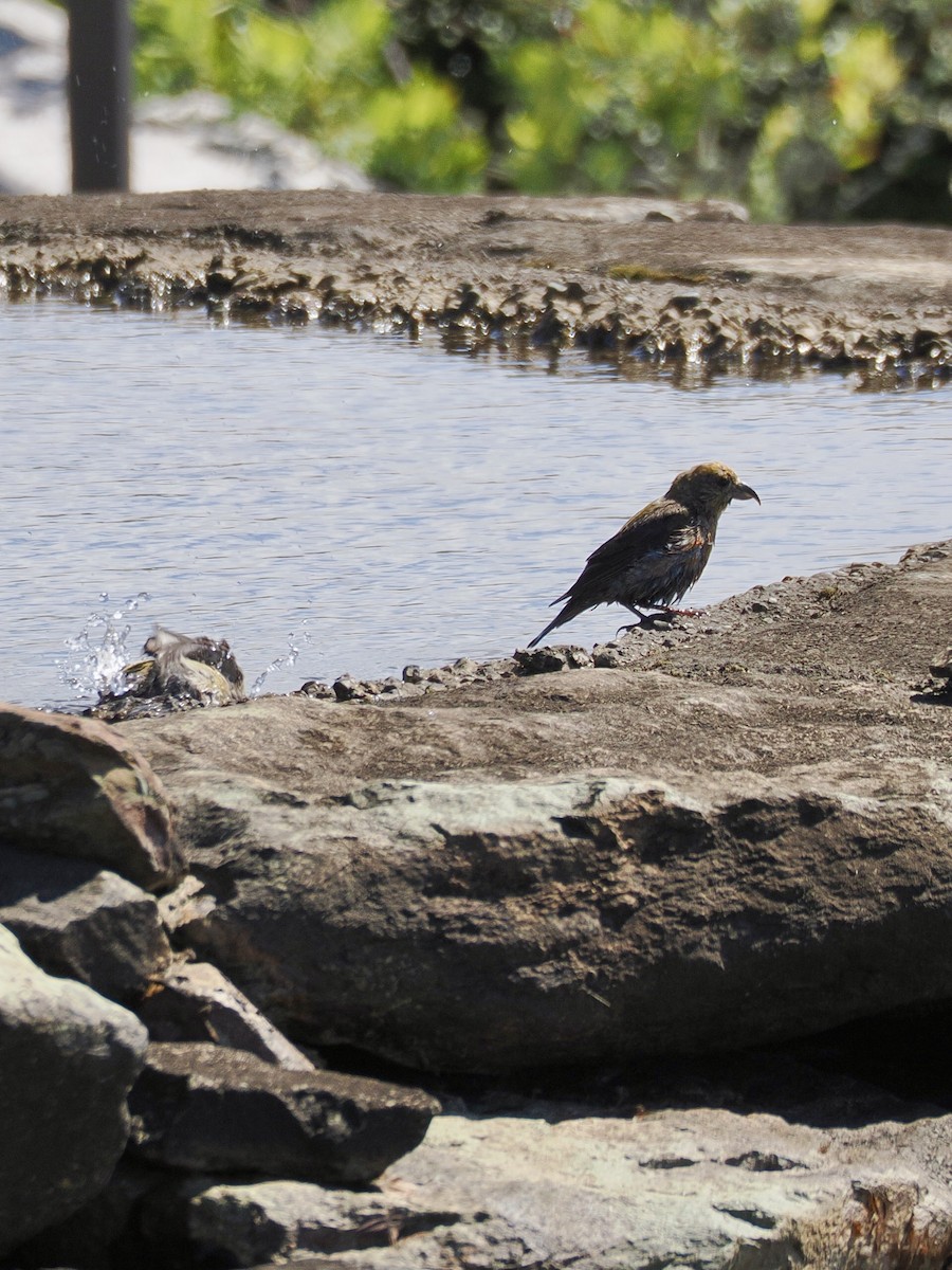 Red Crossbill - ML641882444