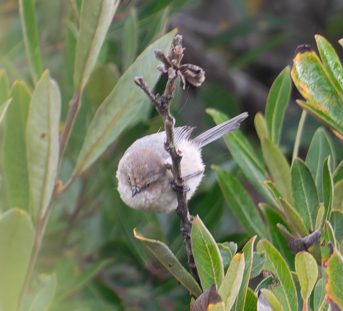 Bushtit - ML641882449