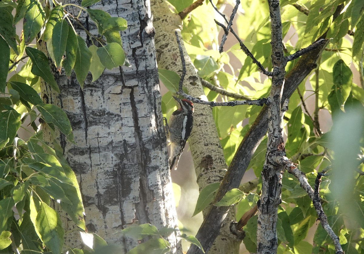 Red-naped Sapsucker - ML641882453