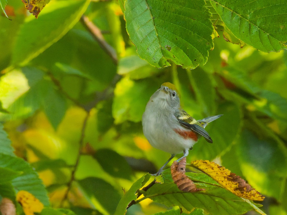 Chestnut-sided Warbler - ML641882457