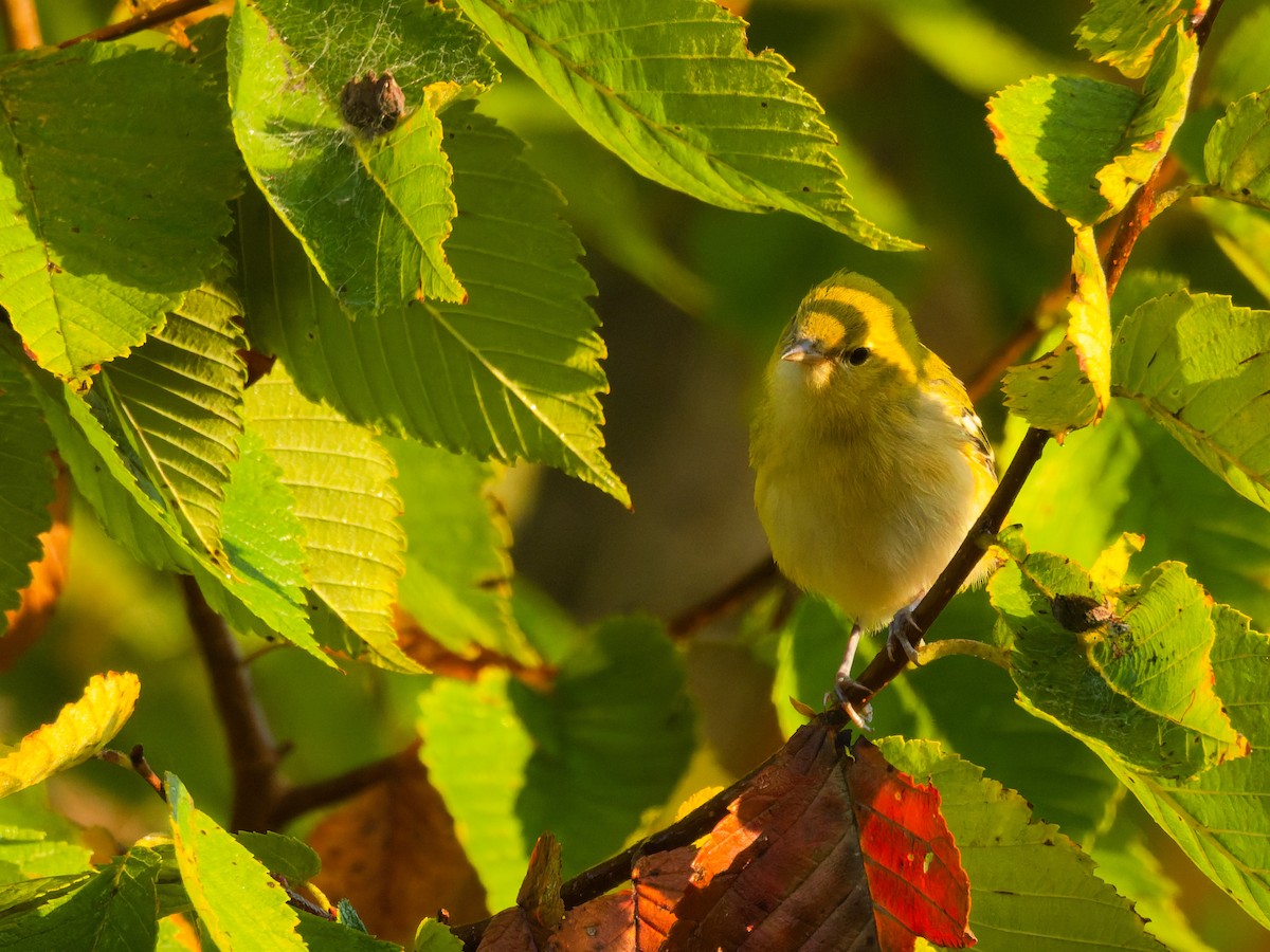 Bay-breasted Warbler - ML641882461