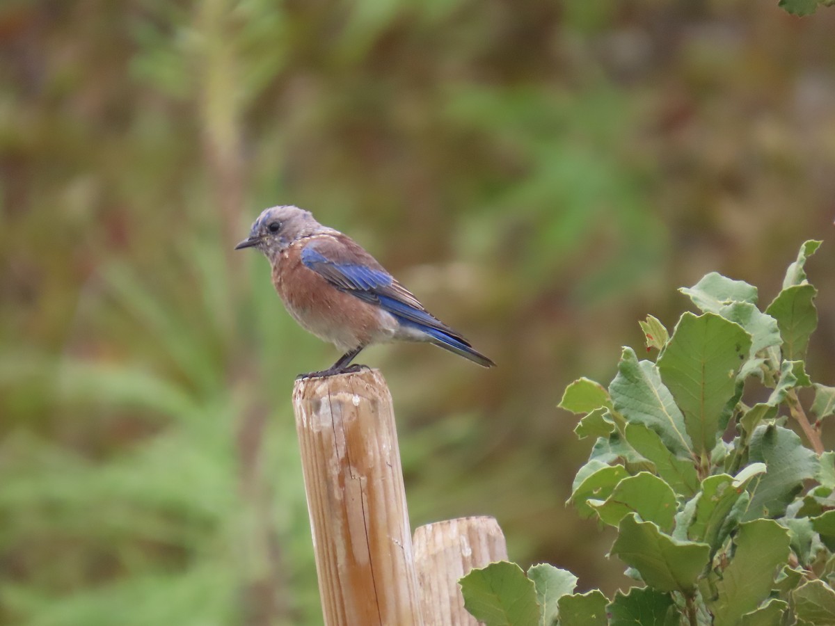 Blaukehl-Hüttensänger - ML641882473