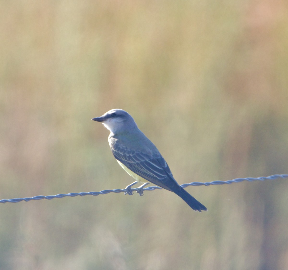 Western Kingbird - ML641882474