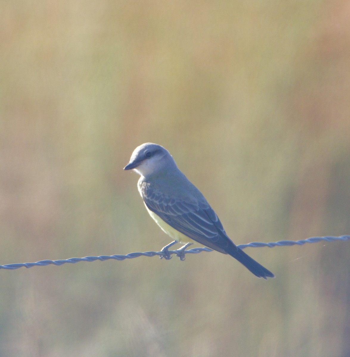 Western Kingbird - ML641882475