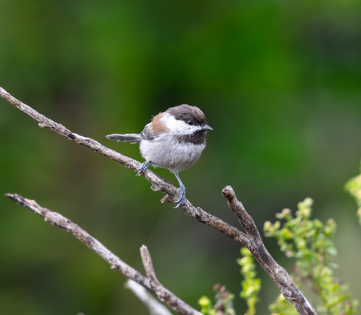 Chestnut-backed Chickadee - ML641882477