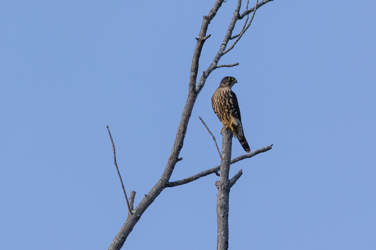 Хайргууна шонхор - ML641882496