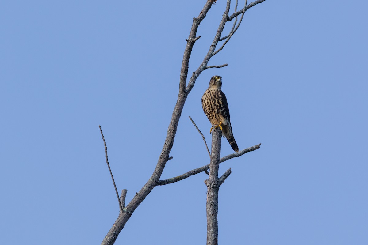 Хайргууна шонхор - ML641882497