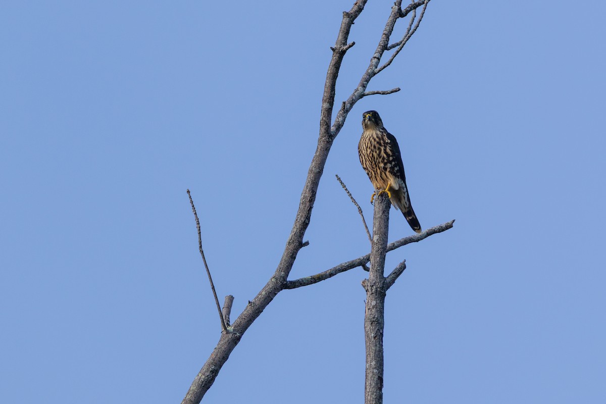 Хайргууна шонхор - ML641882498