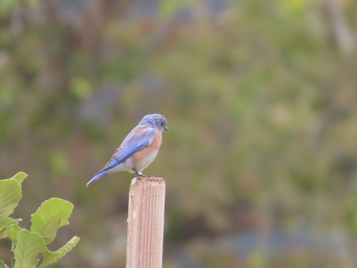 Blaukehl-Hüttensänger - ML641882501
