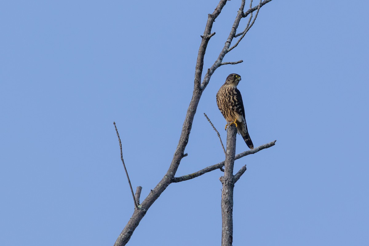 Хайргууна шонхор - ML641882502