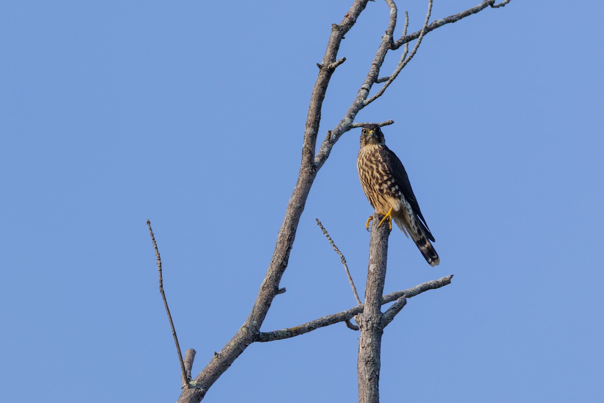 Хайргууна шонхор - ML641882503