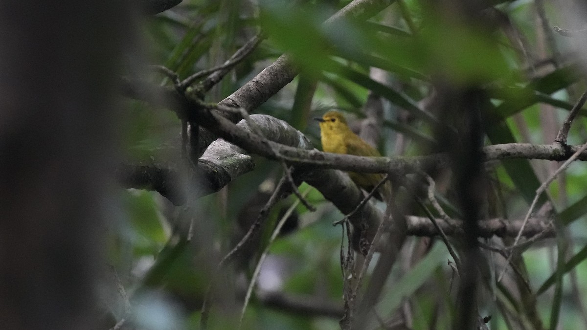 Yellow-browed Bulbul - ML641882526