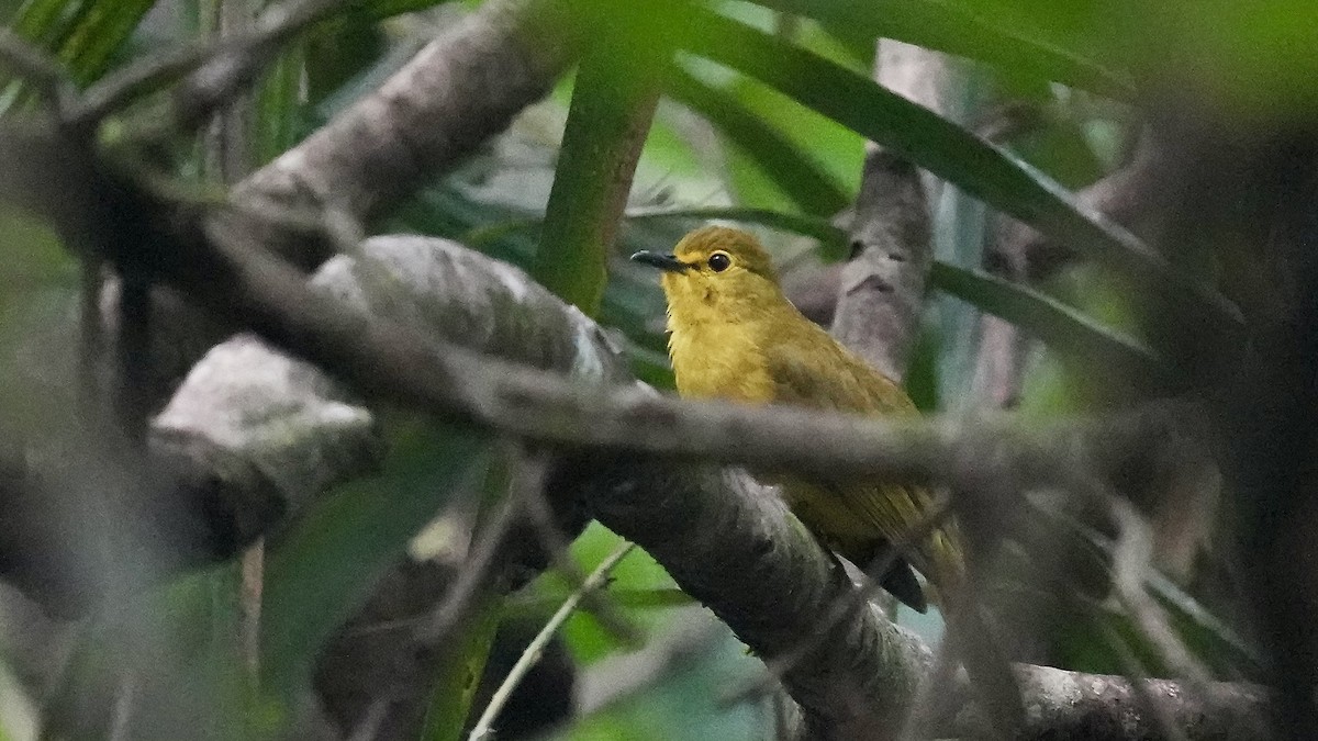 Yellow-browed Bulbul - ML641882529