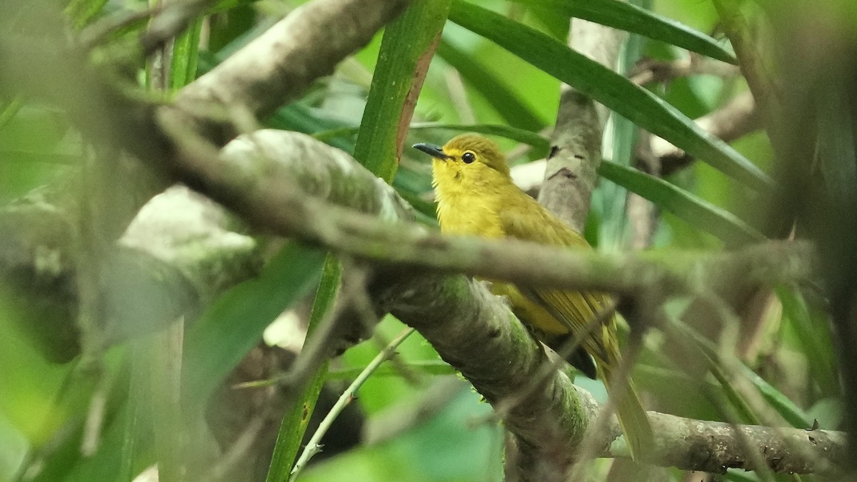 Yellow-browed Bulbul - ML641882535