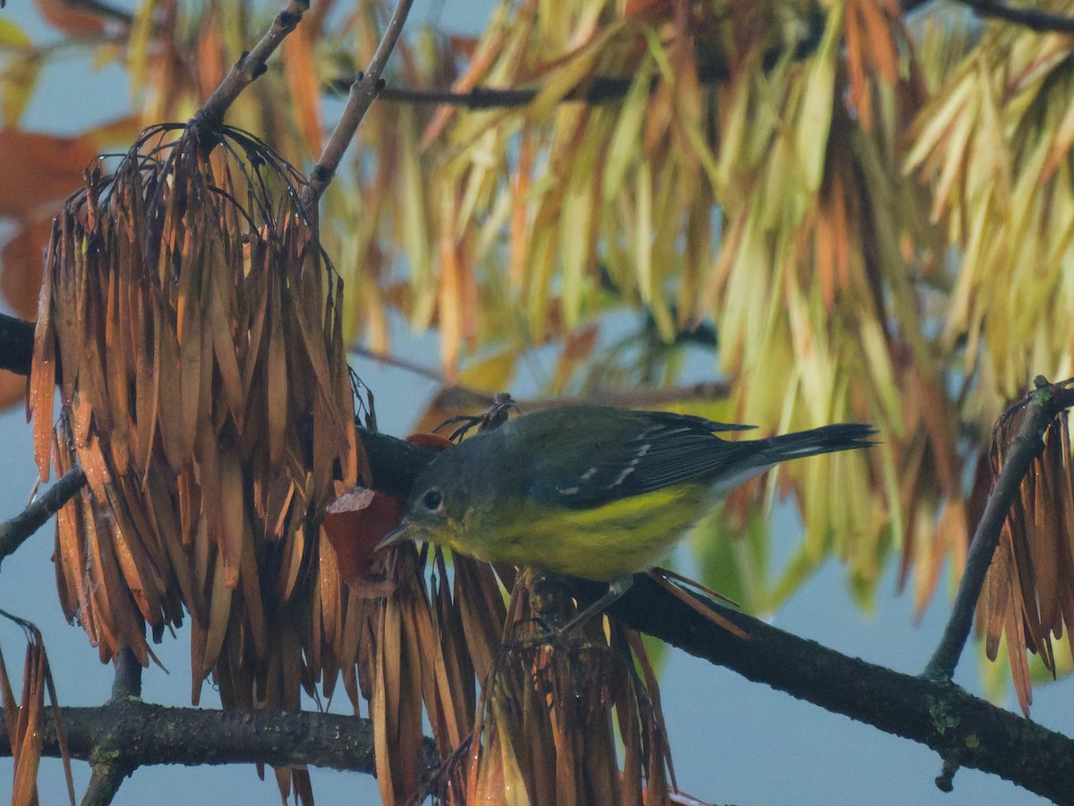 Magnolia Warbler - ML641882536