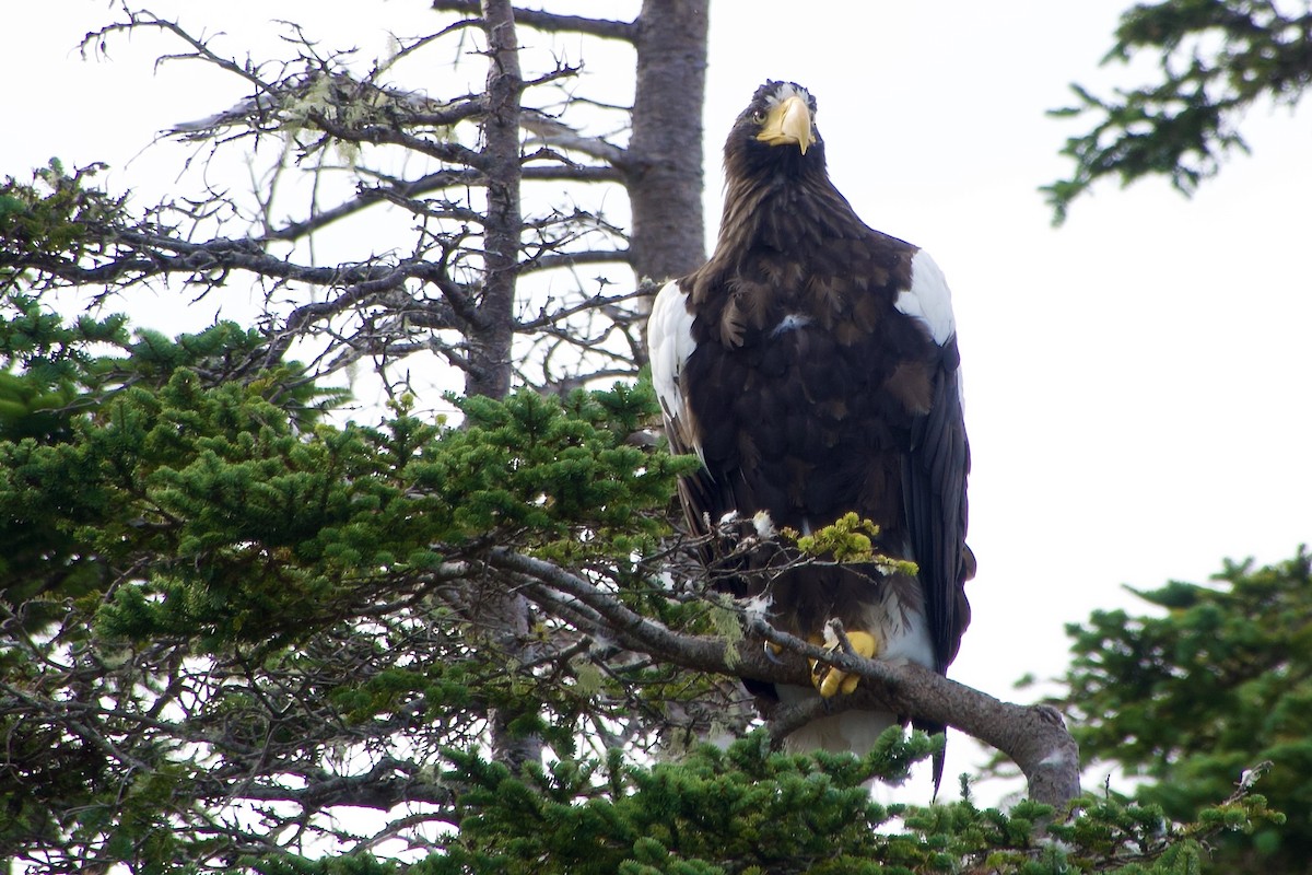 Steller's Sea-Eagle - ML641882572