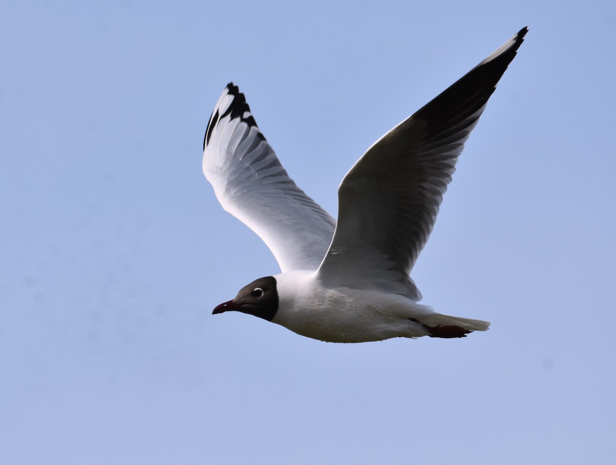Mouette de Patagonie - ML641882592