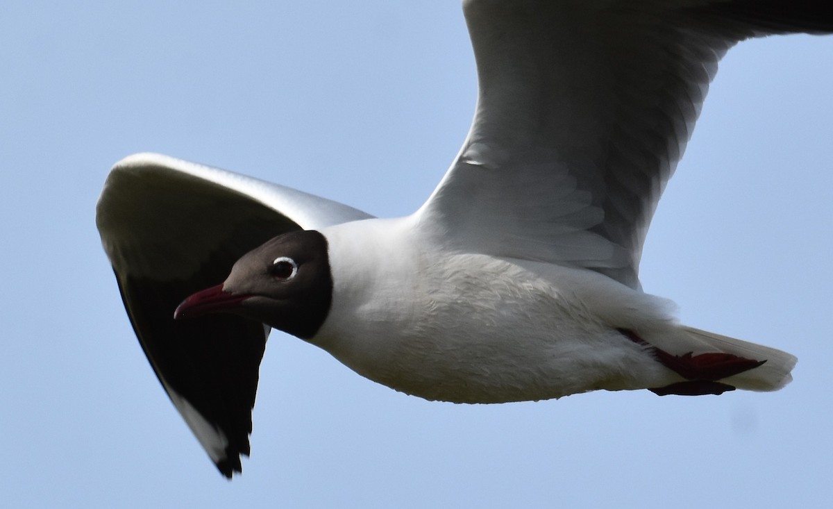 Mouette de Patagonie - ML641882594