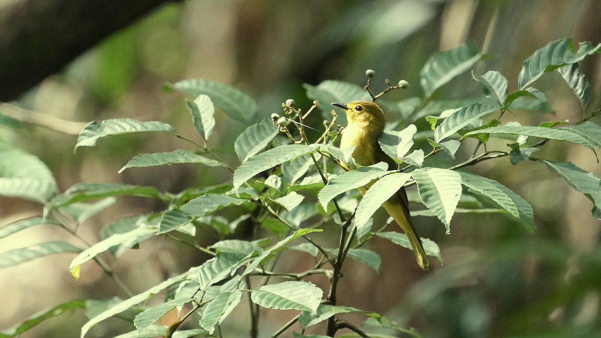 Yellow-browed Bulbul - ML641882614