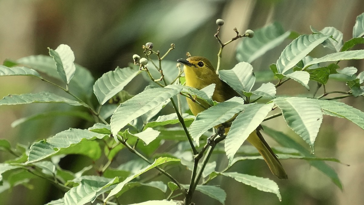 Yellow-browed Bulbul - ML641882627