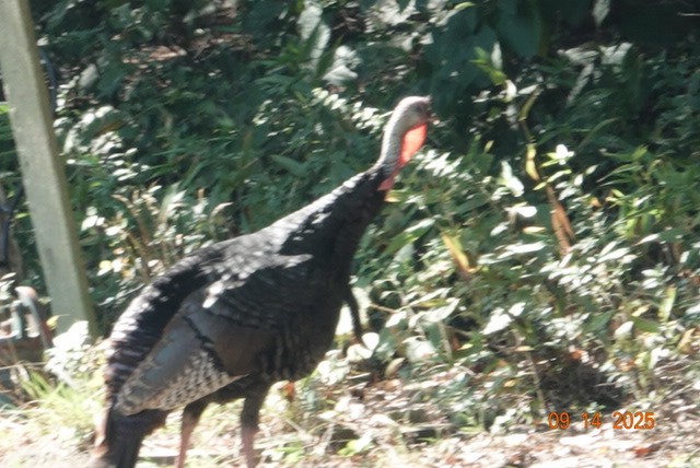 Guajolote Gallipavo - ML641882631