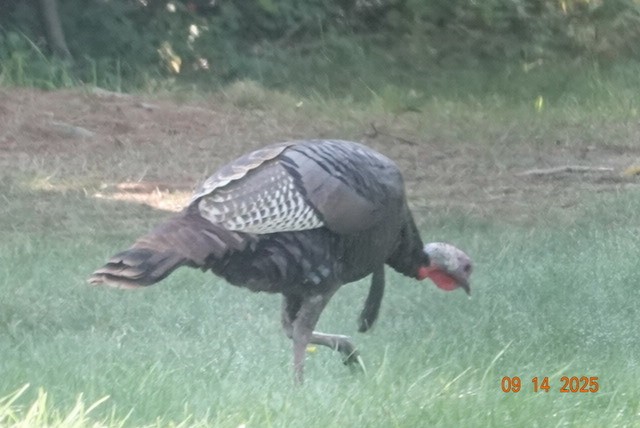 Guajolote Gallipavo - ML641882632