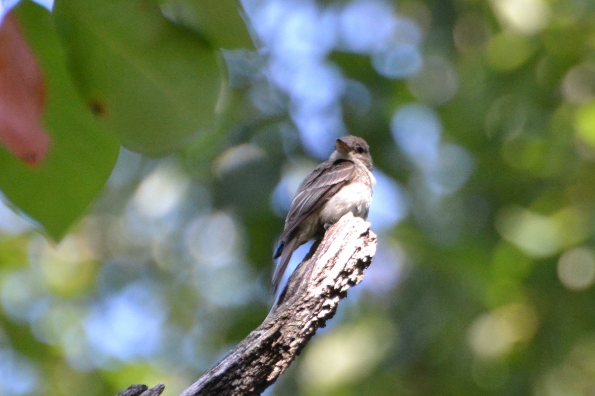 Eastern Wood-Pewee - ML641882636