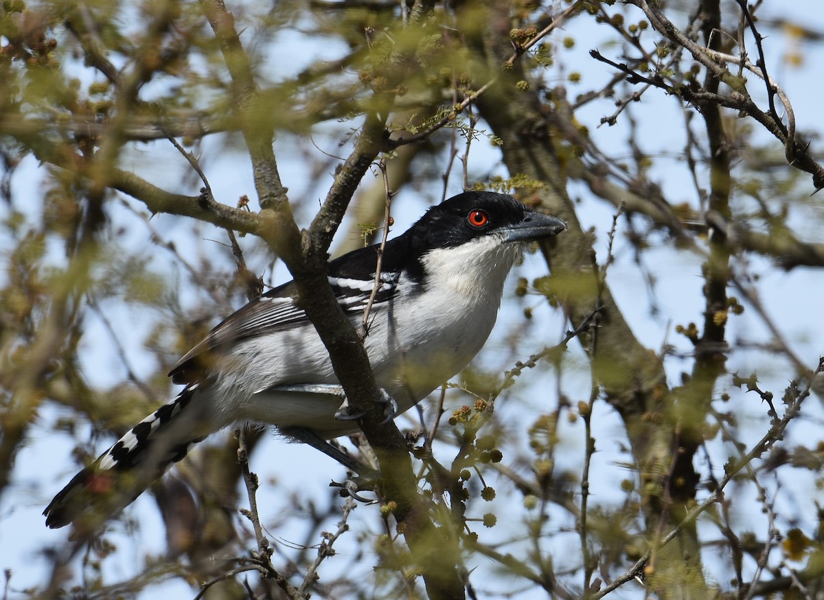 Great Antshrike - ML641882654