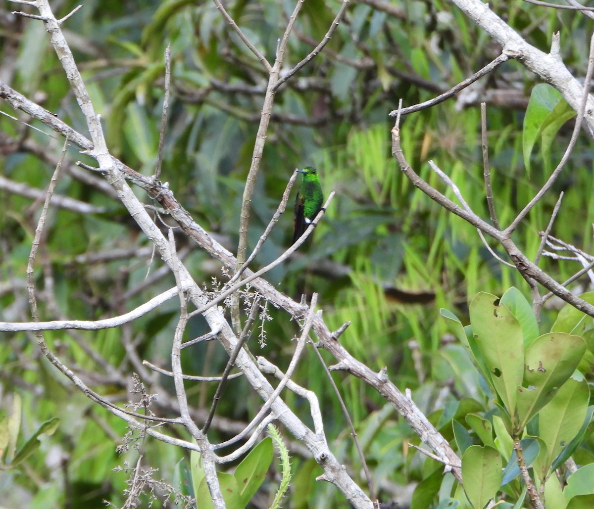 Copper-rumped Hummingbird - ML641882660