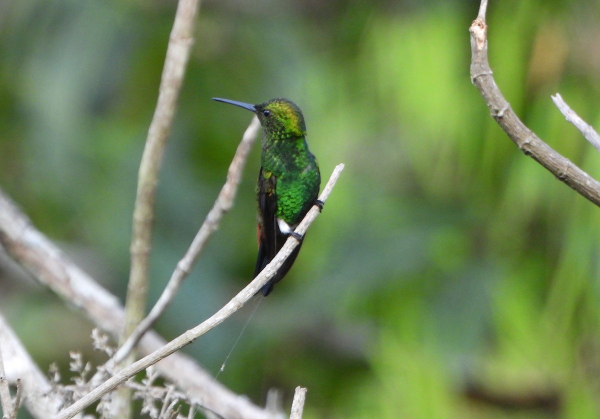 Copper-rumped Hummingbird - ML641882661