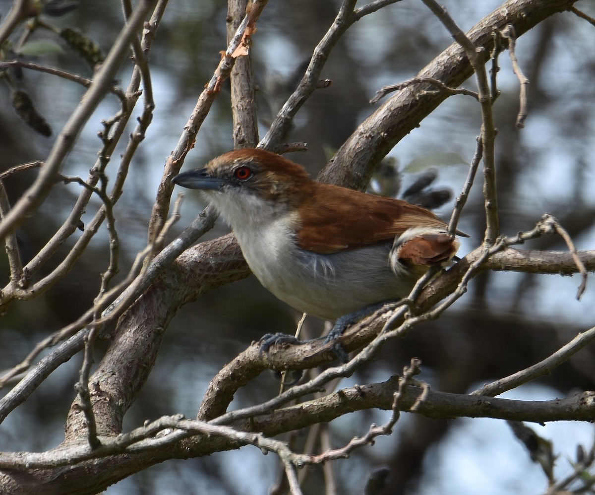 Great Antshrike - ML641882662